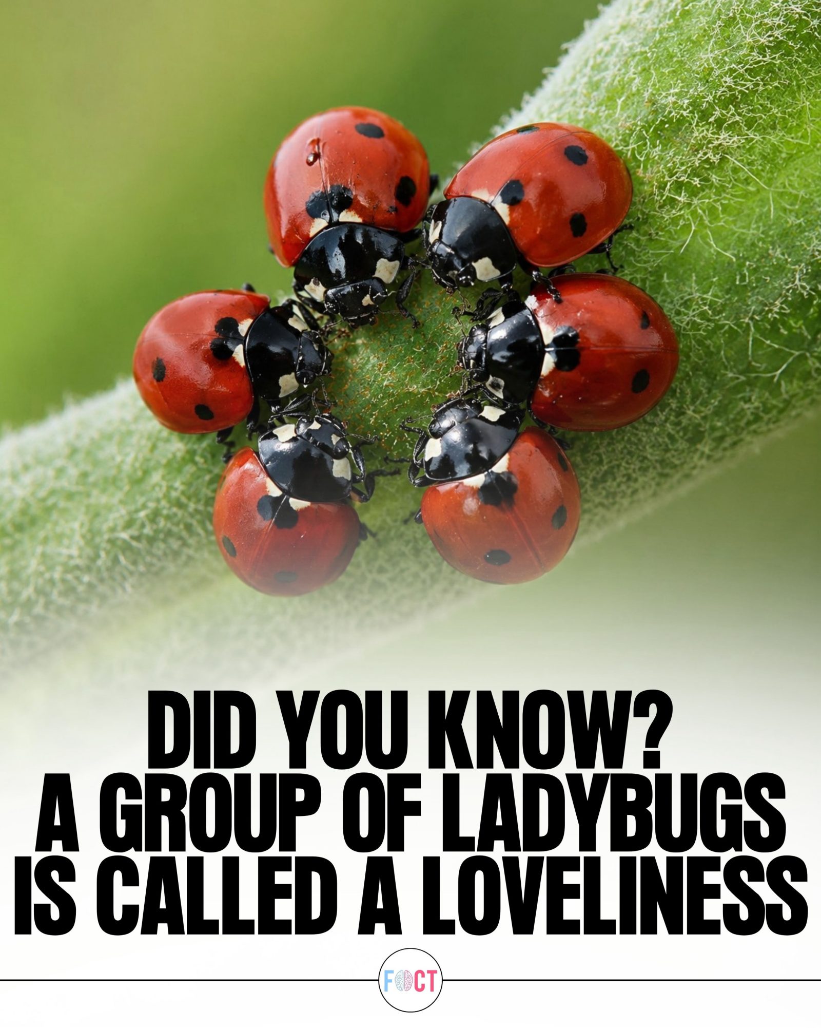 Ladybugs: The Loveliness Behind These Tiny Garden Guardians