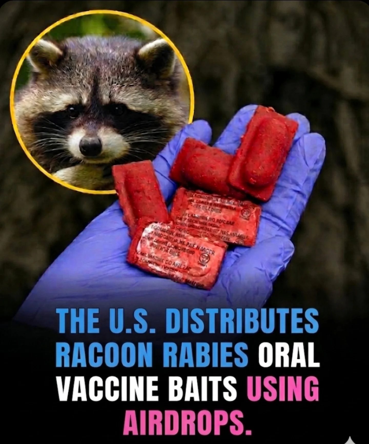 How the US Combats Raccoon Rabies with Airdropped Vaccines