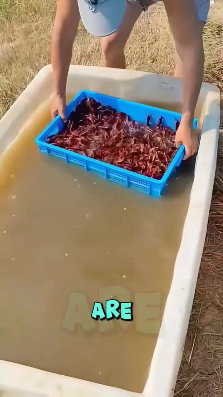 Crayfish Boil: China's Surprising Love for an Invasive Species