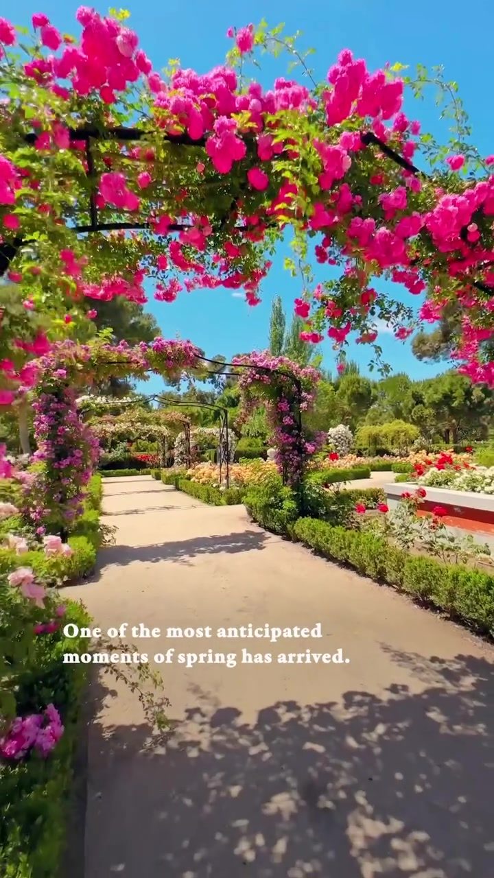 Explore Madrid's Vibrant Retiro Park Rose Garden