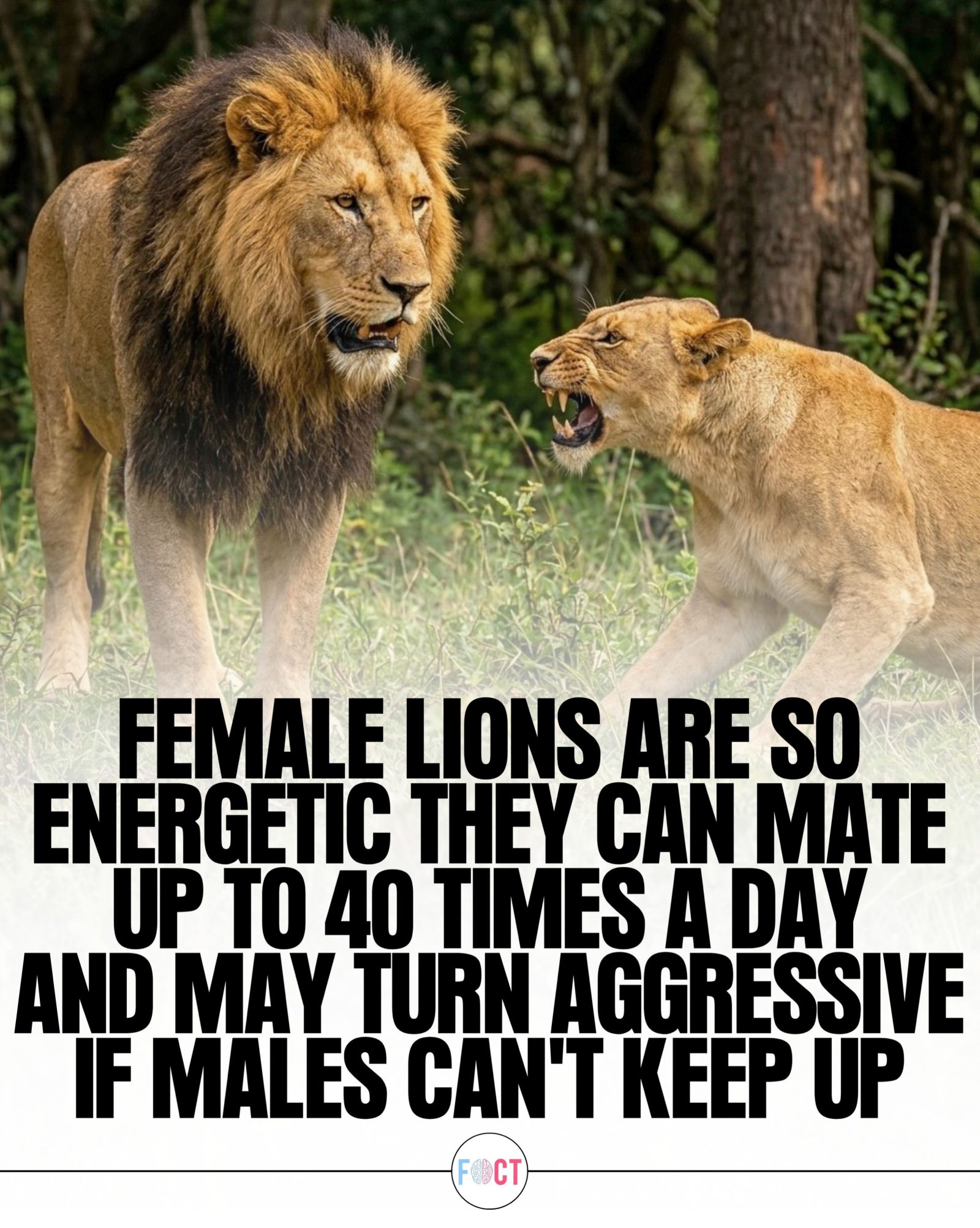 The Lioness's Surprising Mating Marathons