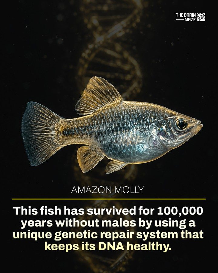 The Amazon Molly: 100,000 Years of Female-Only Survival
