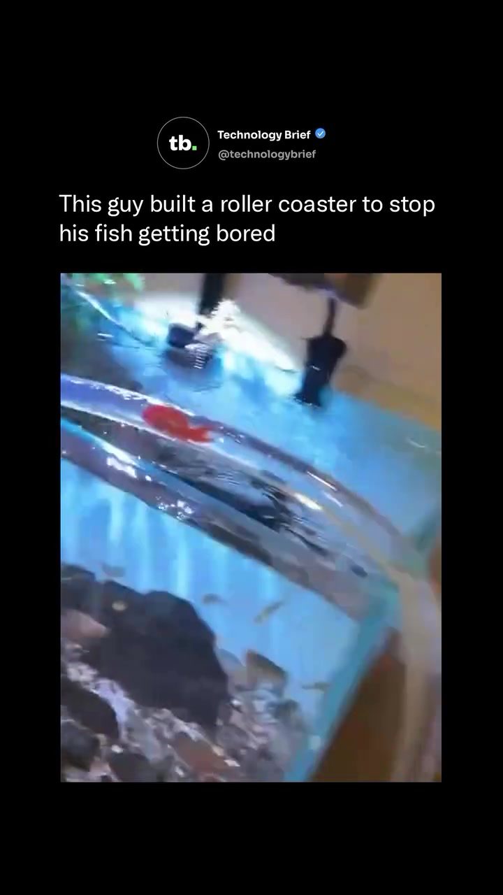 Fish Tank Roller Coaster: Creative Solution to Keep Fish Active