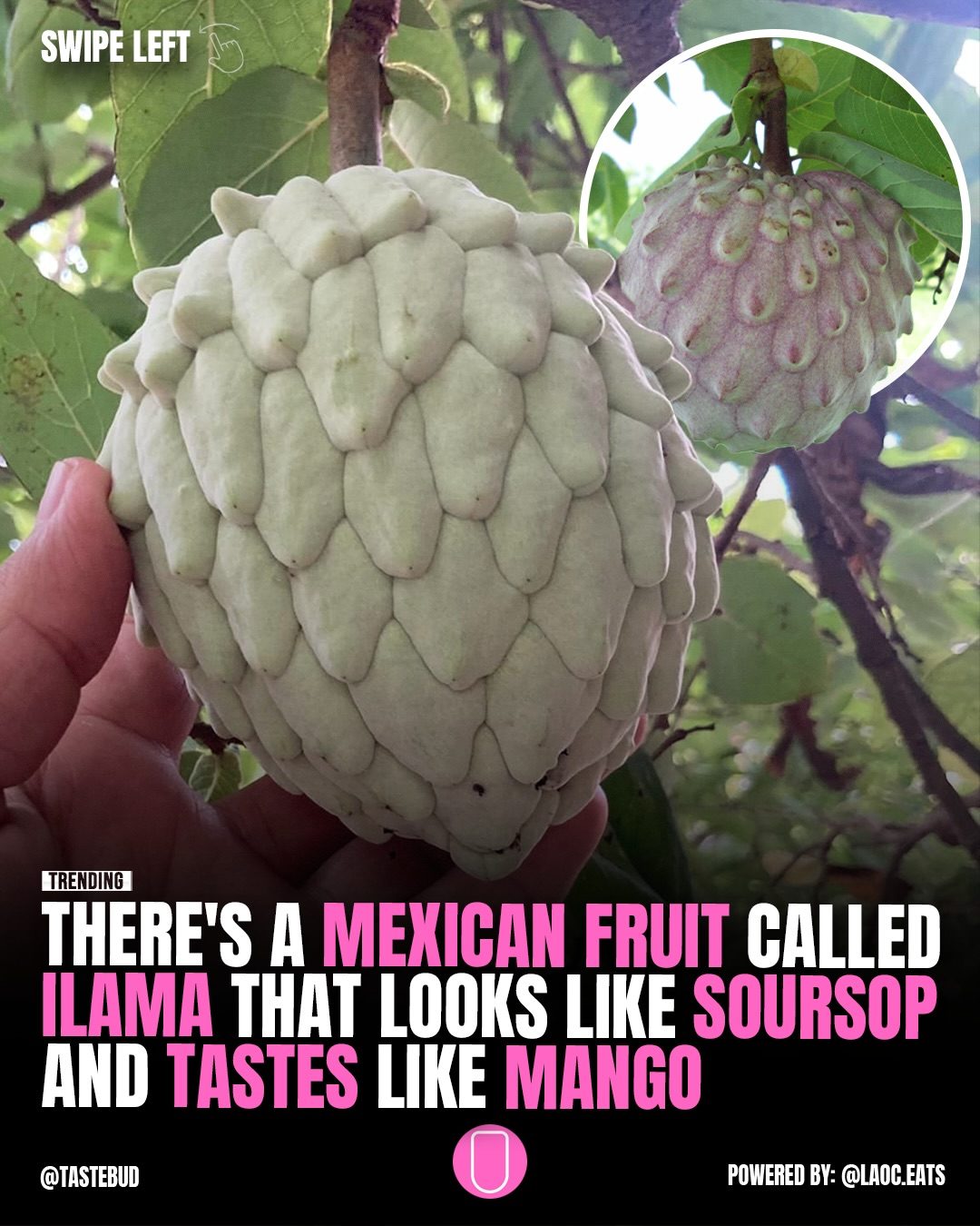 Discover the Delightful Mexican Fruit: Soursop