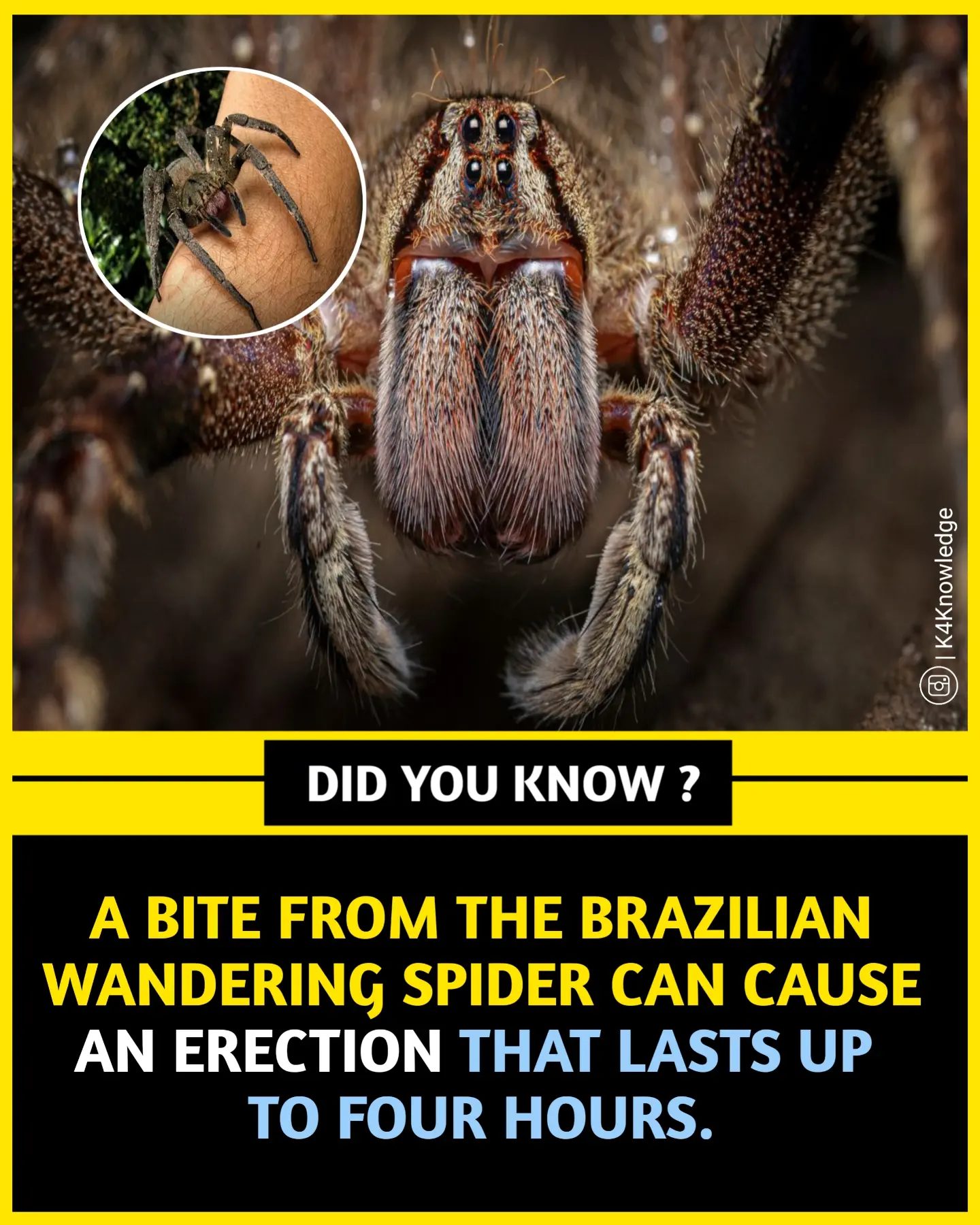 The Unexpected Effects of the Brazilian Wandering Spider