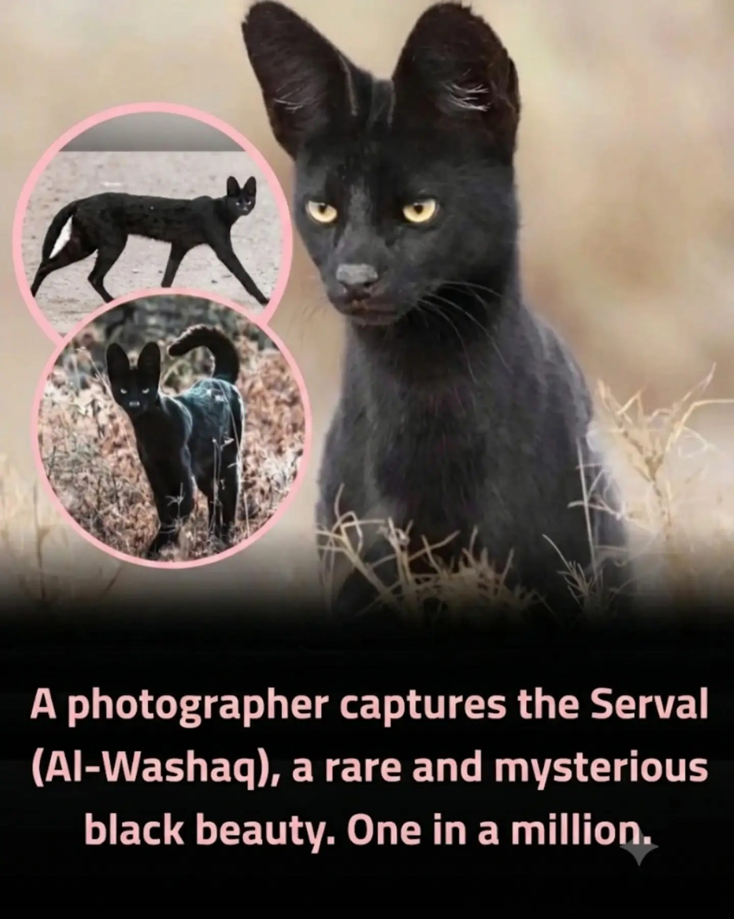 Discover the Rare Black Serval: Al-Washaq's Mystery