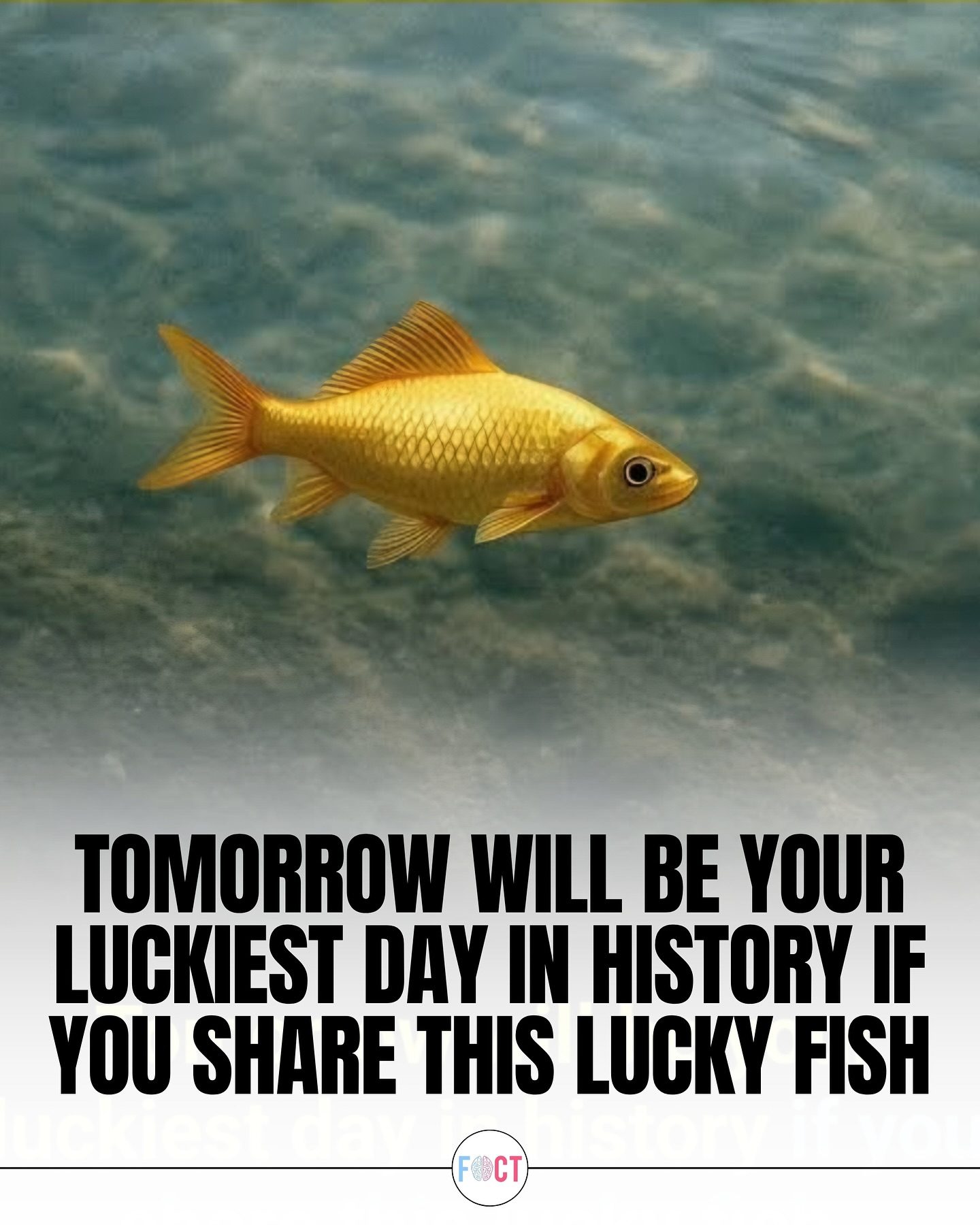 Good Fortune: Share the Lucky Fish for Better Luck