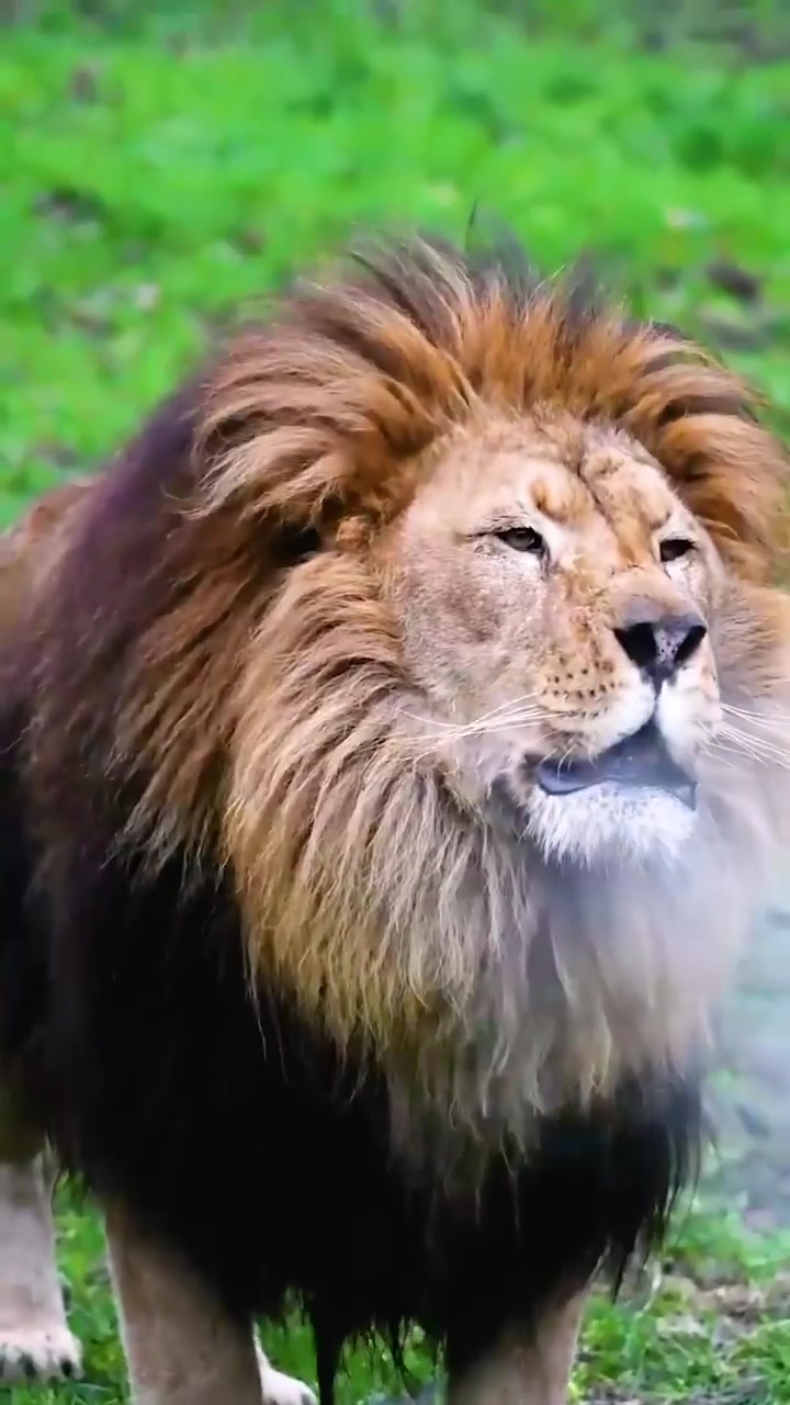 Male Lion Roaring: Communication and Territory Marking