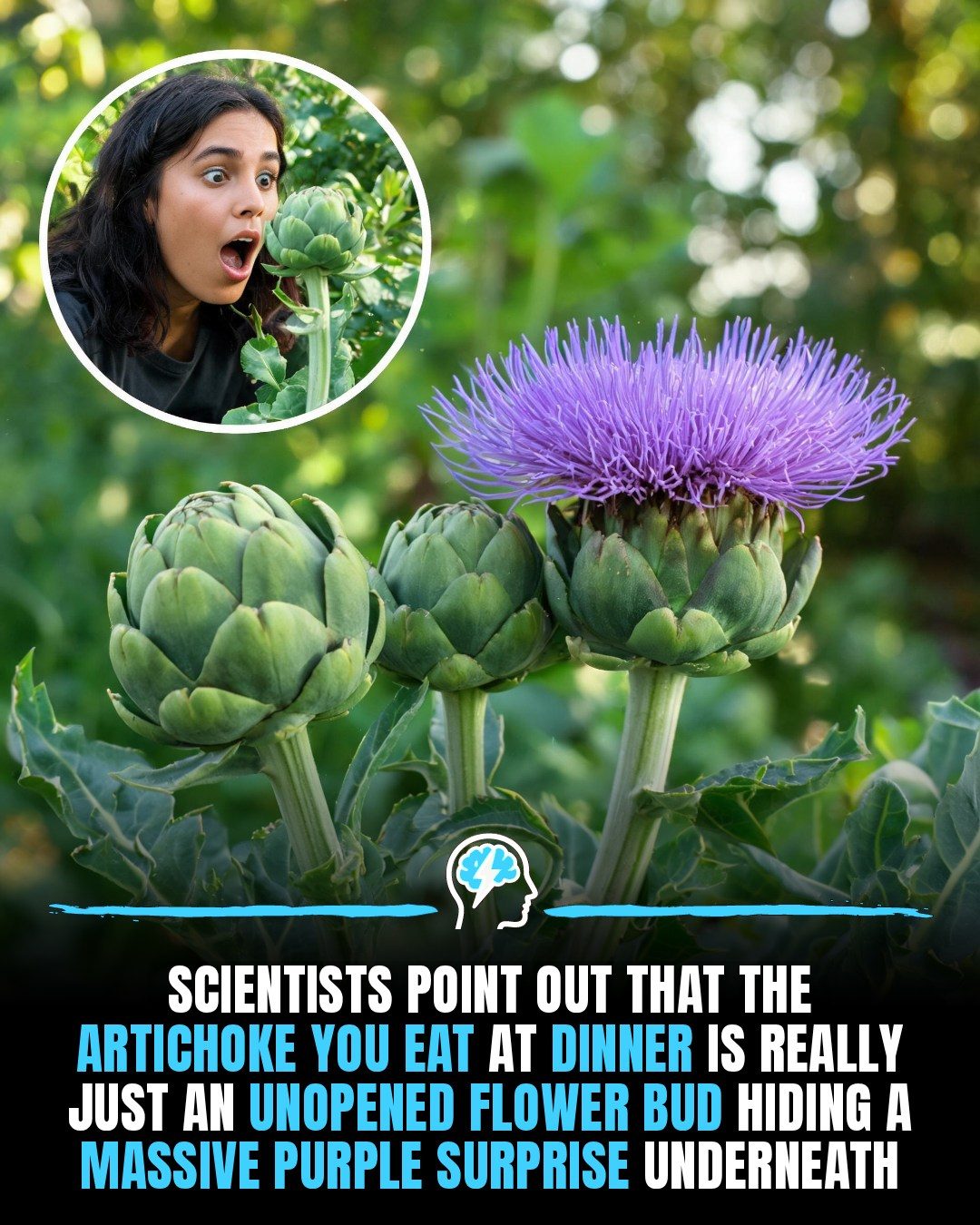 The Secret Life of Artichokes: Flowers in Disguise