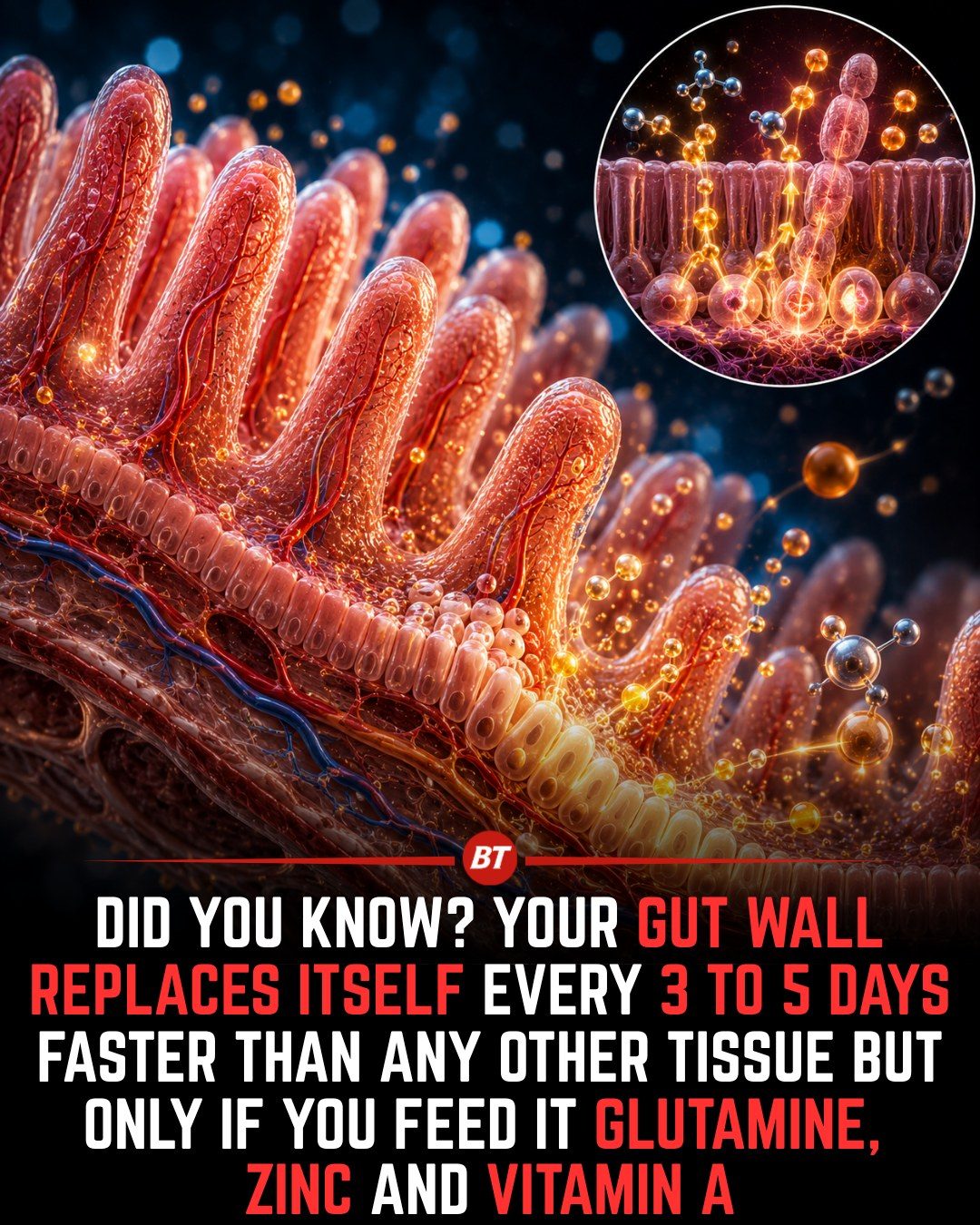 The Importance of Glutamine, Zinc, and Vitamin A for Gut Health