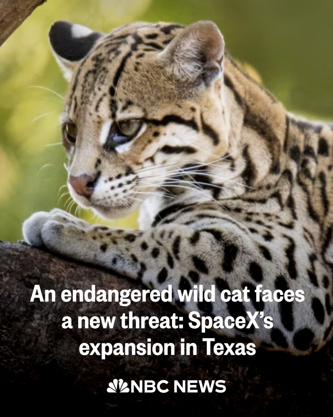 Clouded Leopards' Habitat Threatened by SpaceX Texas