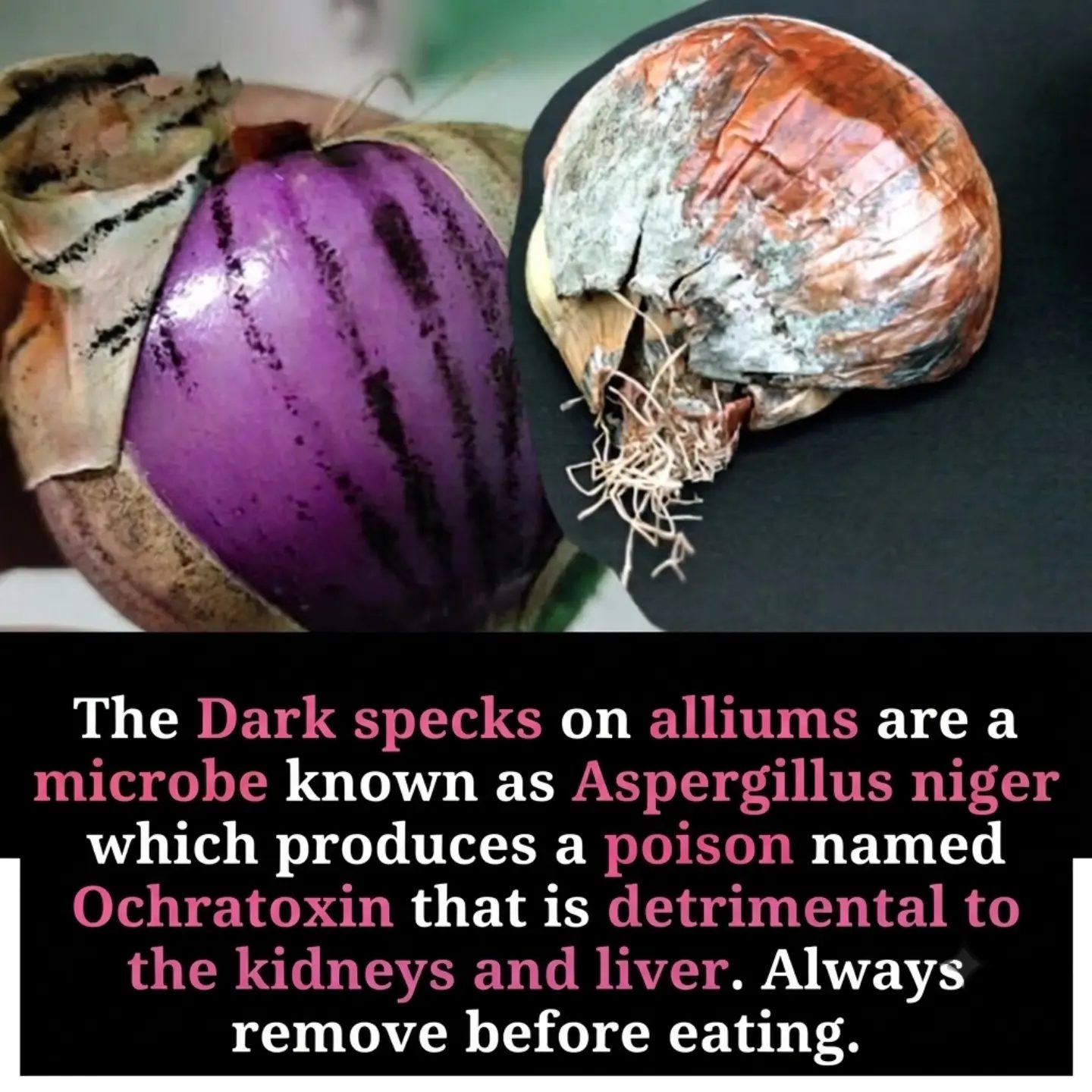 How to Safely Handle Red Onions with Aspergillus Niger