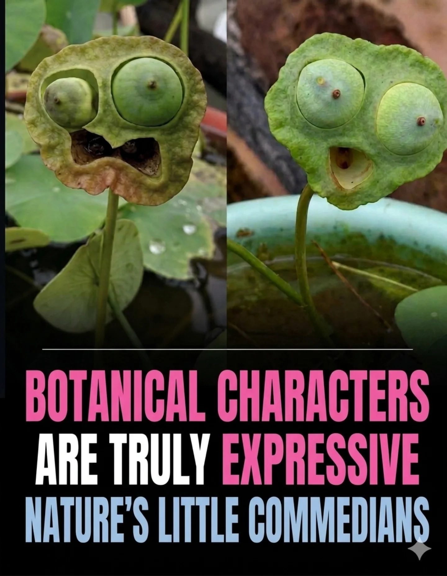 Lotus Seed Pods: Nature's Surprising Expressions