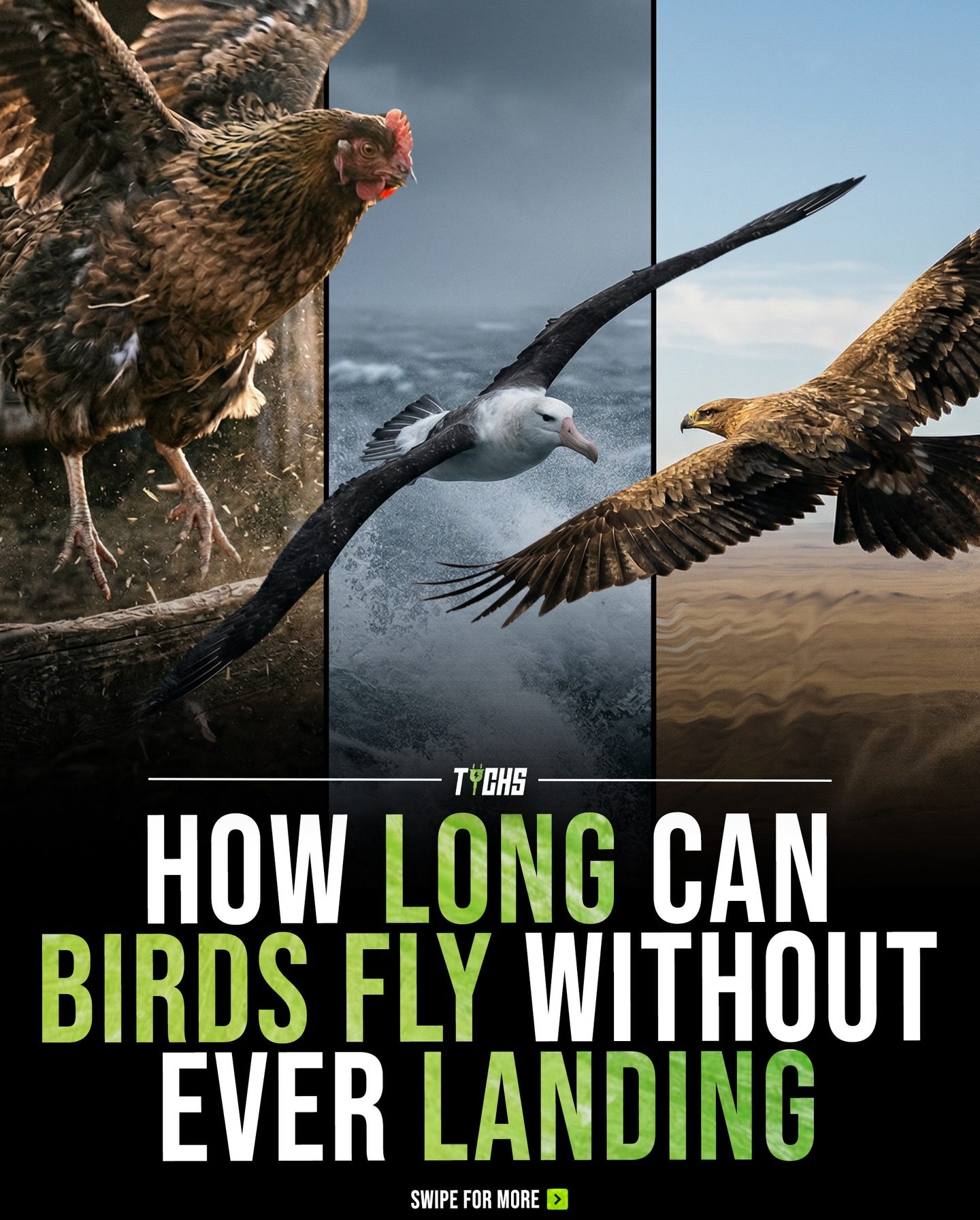 Birds That Can Fly for Days: Endurance Revealed