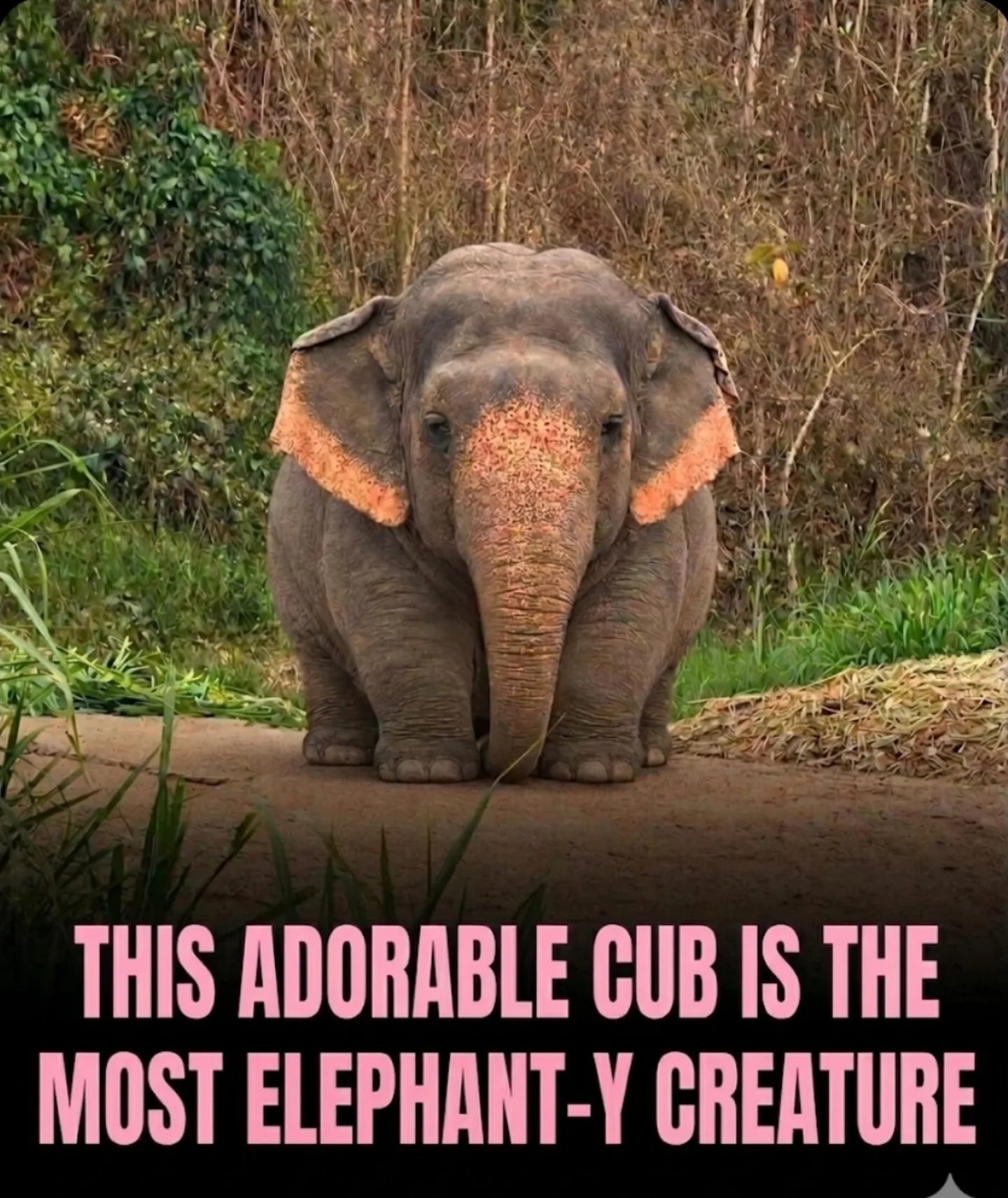 Discovering Borneo's Smallest Elephant: The Pygmy Elephant