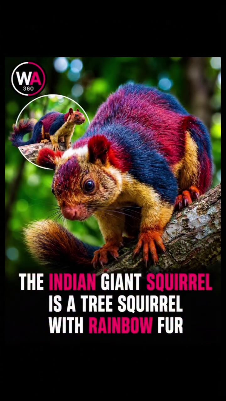 Discover India's Rainbow Tree Squirrel