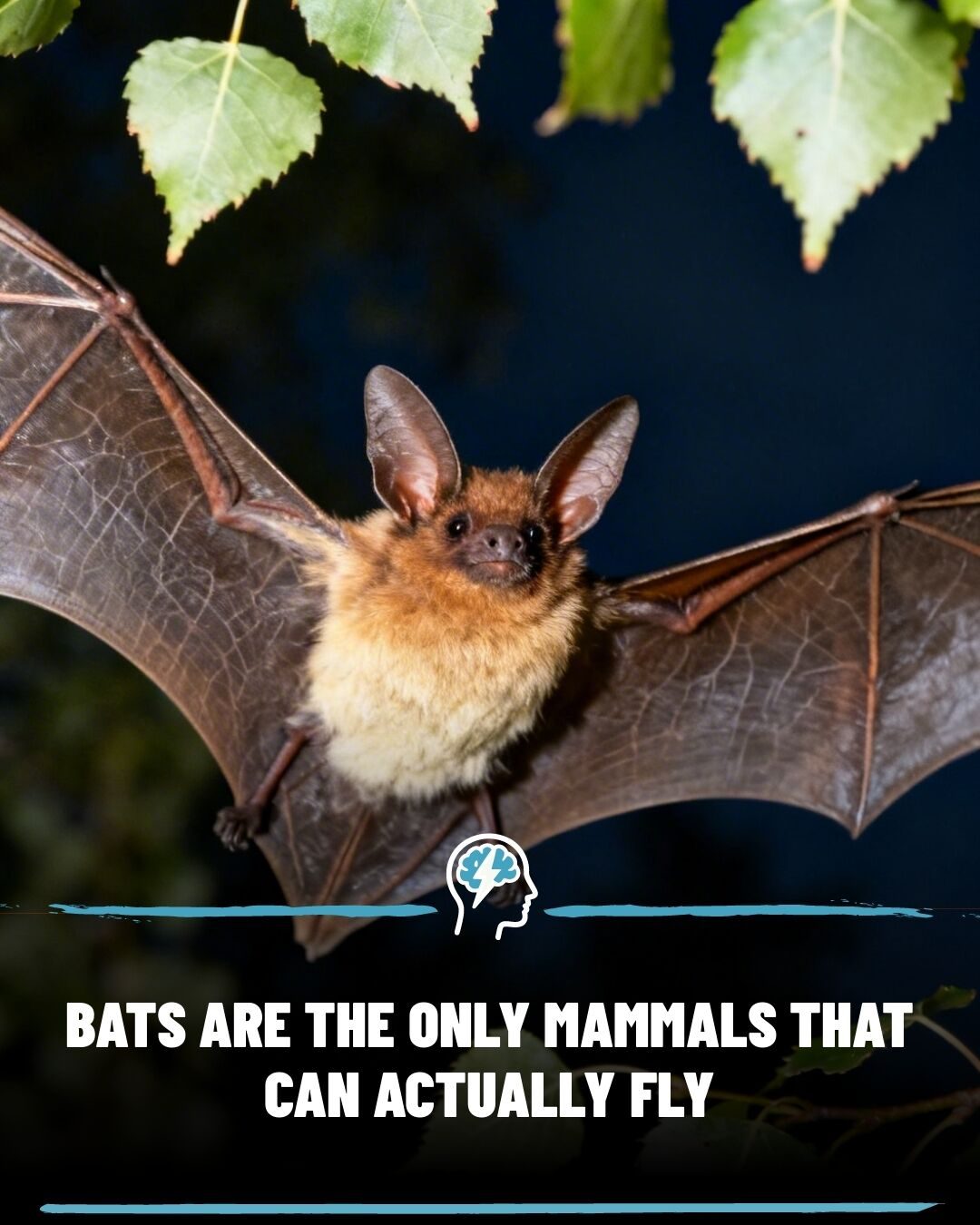 **The Unique Power of Bat Flight: Mammals' Only True Flyers**