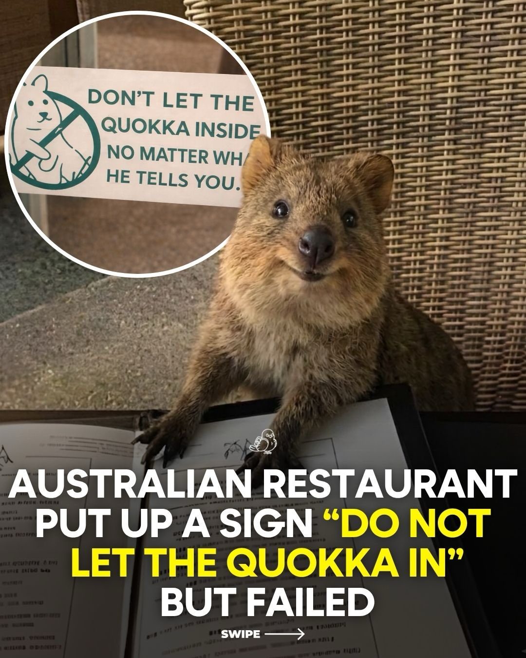 Quokkas Invade Rottnest Island Restaurant Despite Warnings