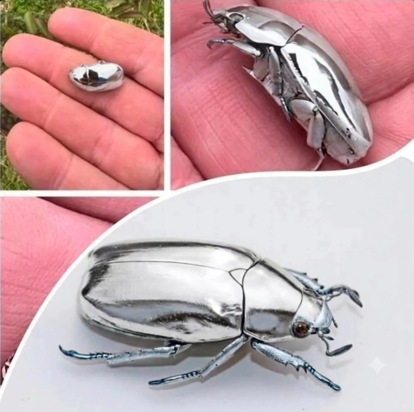 The Science of Metallic Jewel Beetles' Mirror-Like Sheen