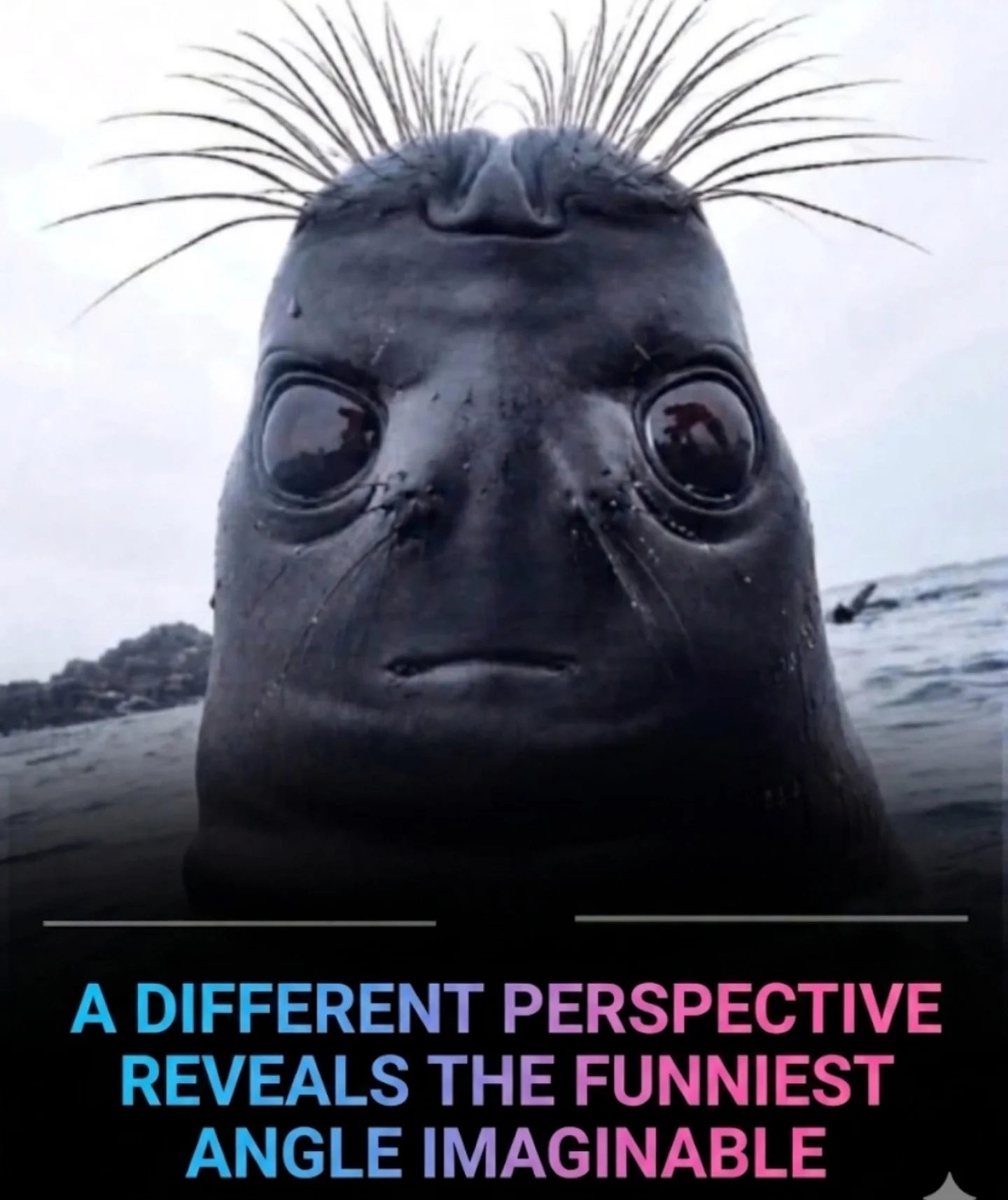 Laughing at Life Underwater: Seal's Hilarious Perspective