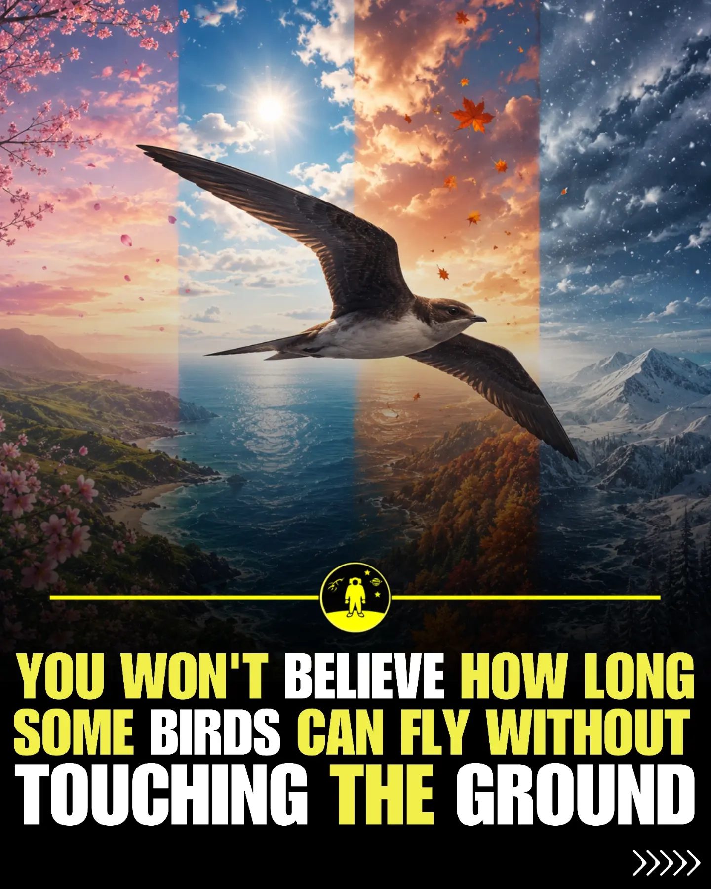 Birds That Fly for Days, Even Years: Incredible Aviation Records