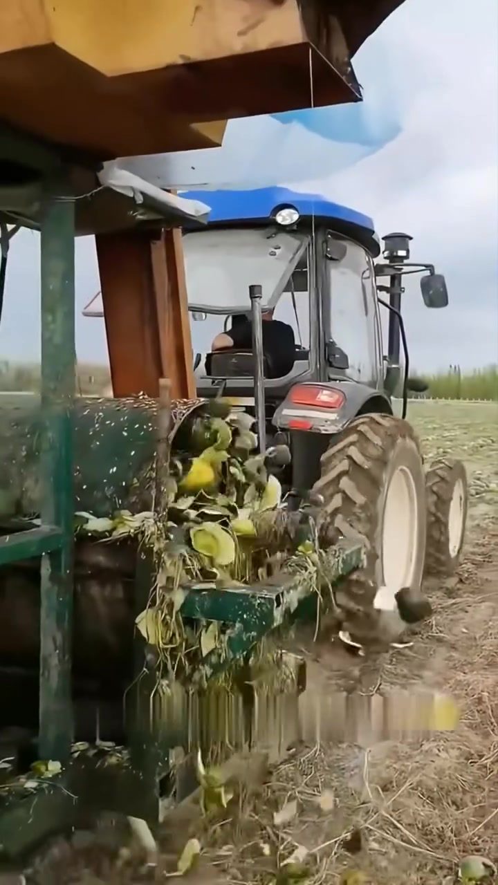 Eating Watermelon Seeds: The Unique Journey