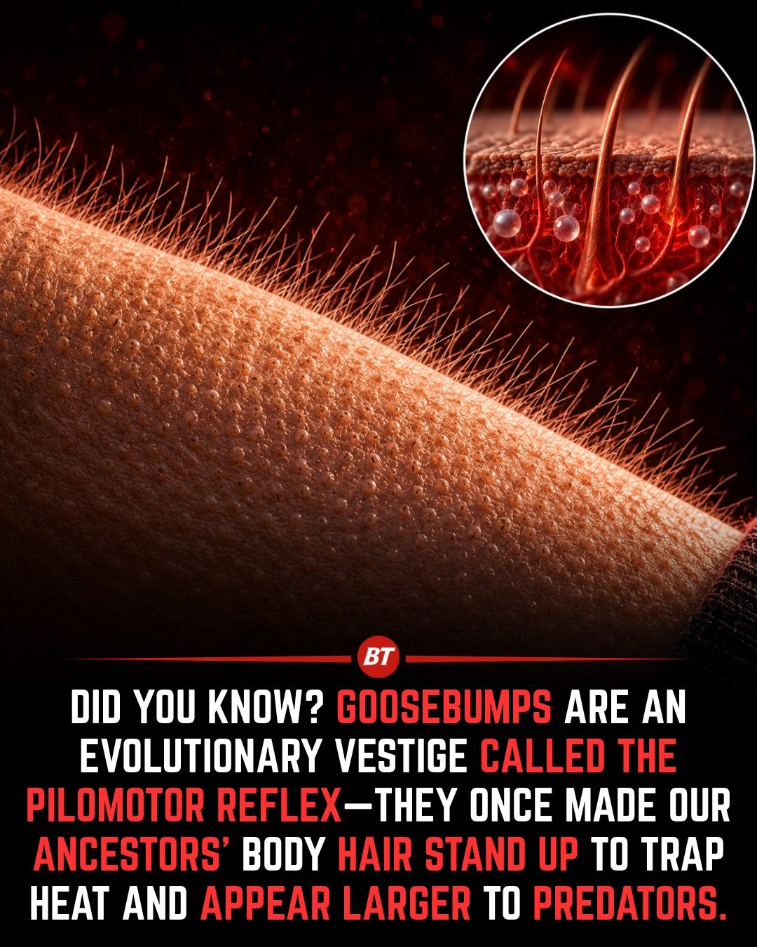 Unraveling the Evolutionary Mystery of Goosebumps