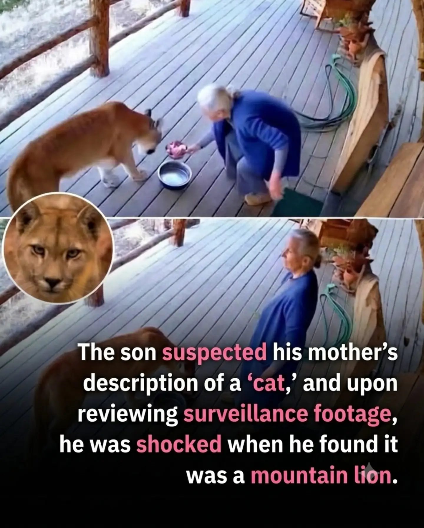 Mother's "Cat" Feeding Shock: It's a Mountain Lion