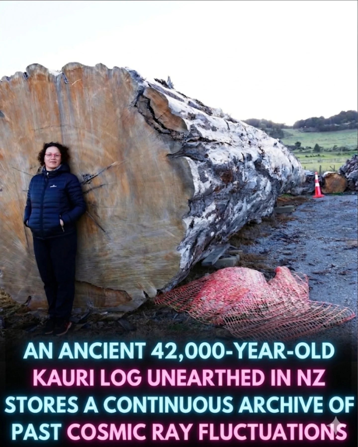 New Zealand's 42,000-Year-Old Kauri Log: A Cosmic Archive