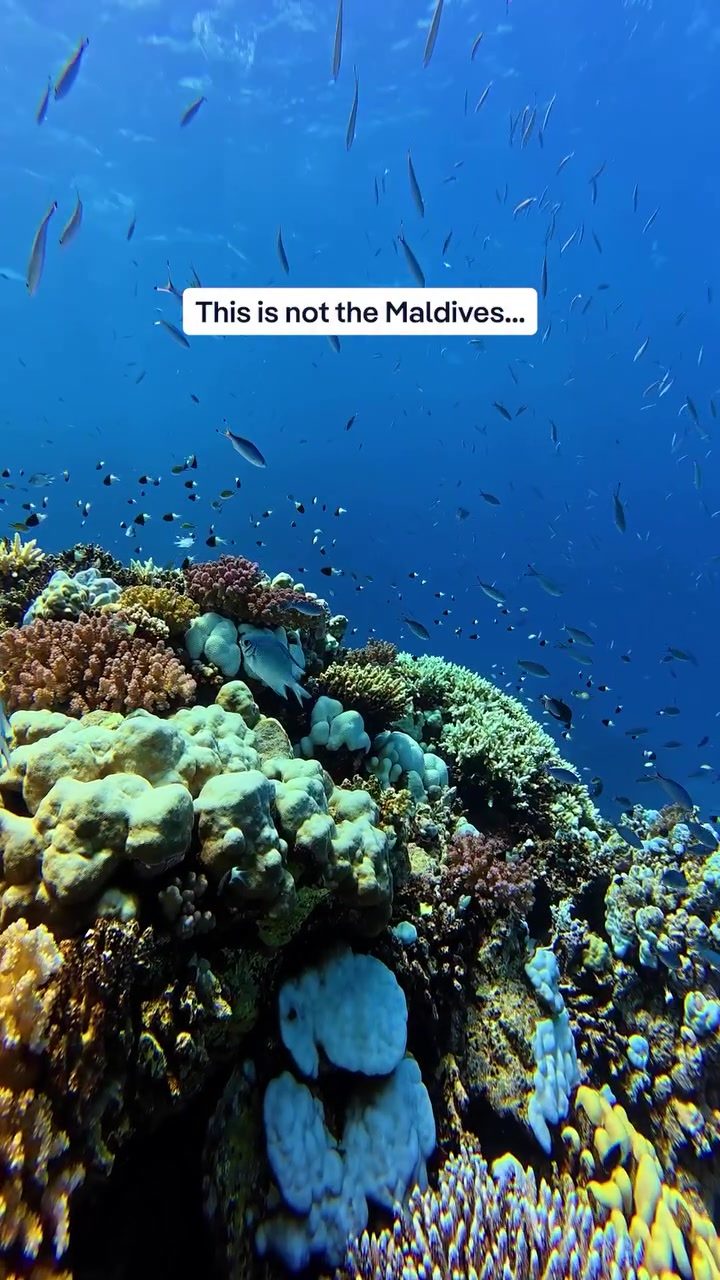 Explore Underwater Wonders: Diving in Saudi Arabia's Red Sea