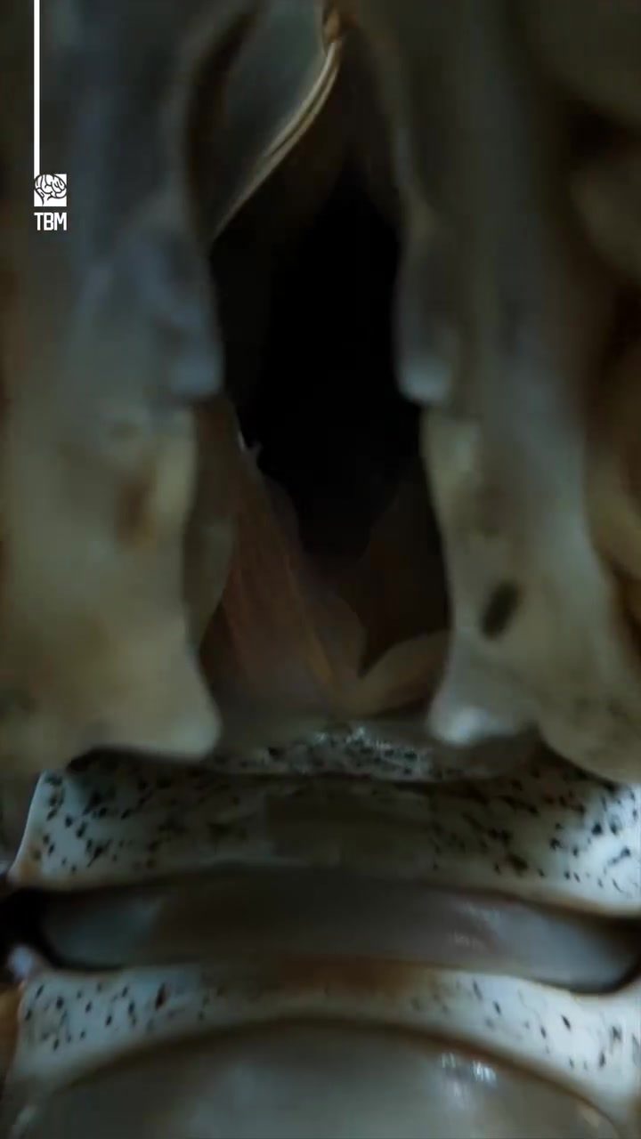 Lobsters' Unique Digestive Process: The Gastric Mill