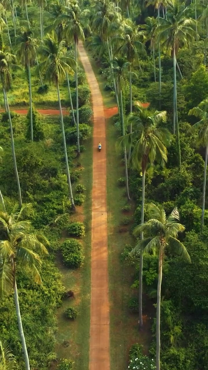 Aerial View of Palm Grove Path