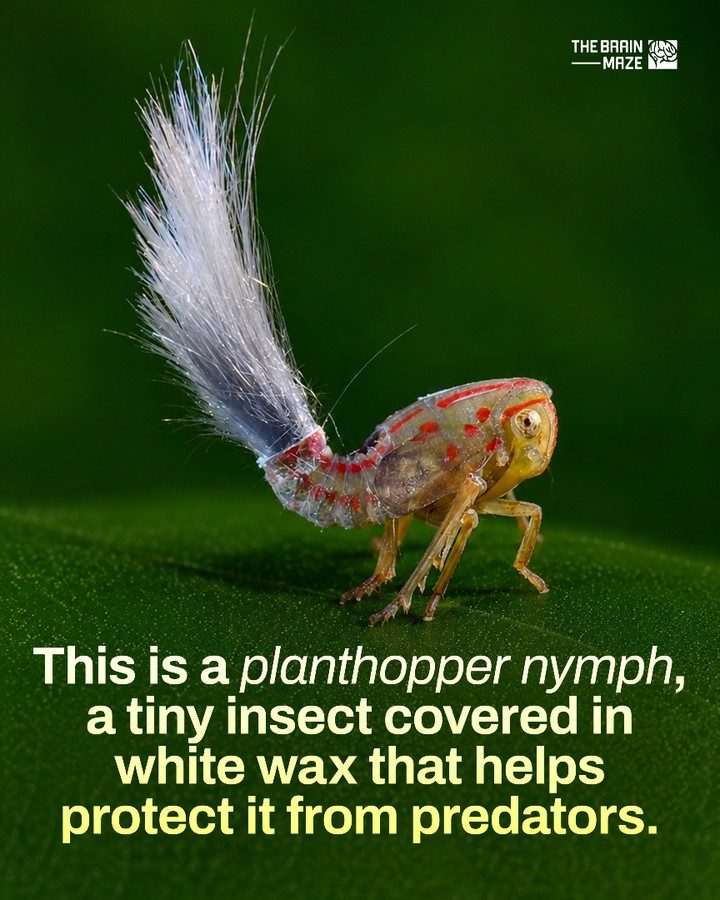 Discover the Tiny Plant Hopper Nymph's Secret: White Wax Defense