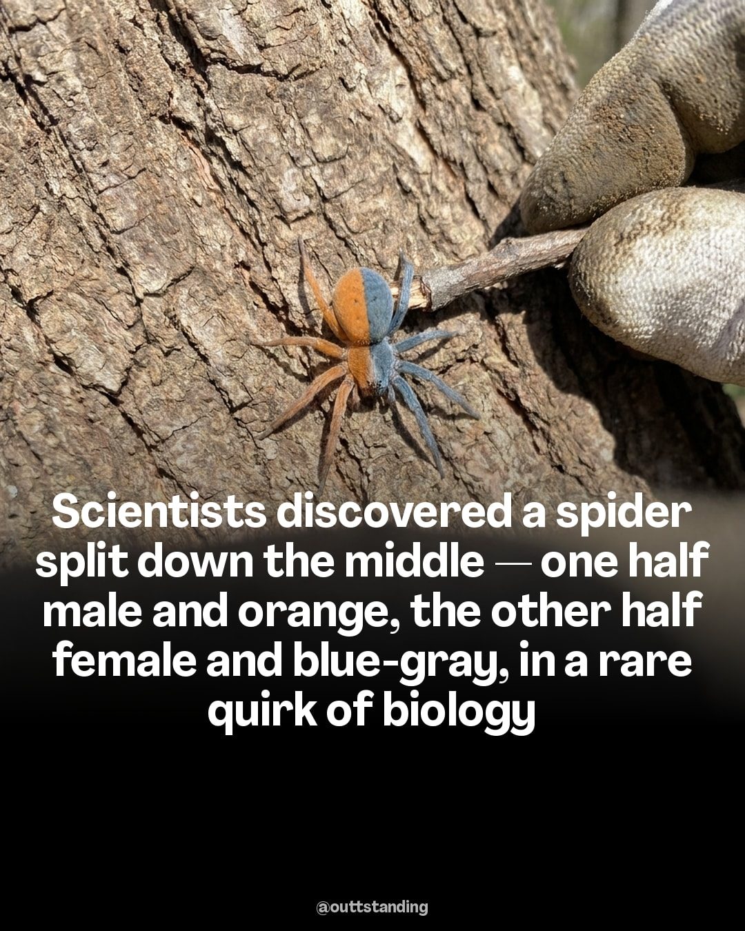 Discover the Fascinating Rare Spider with Two Genders