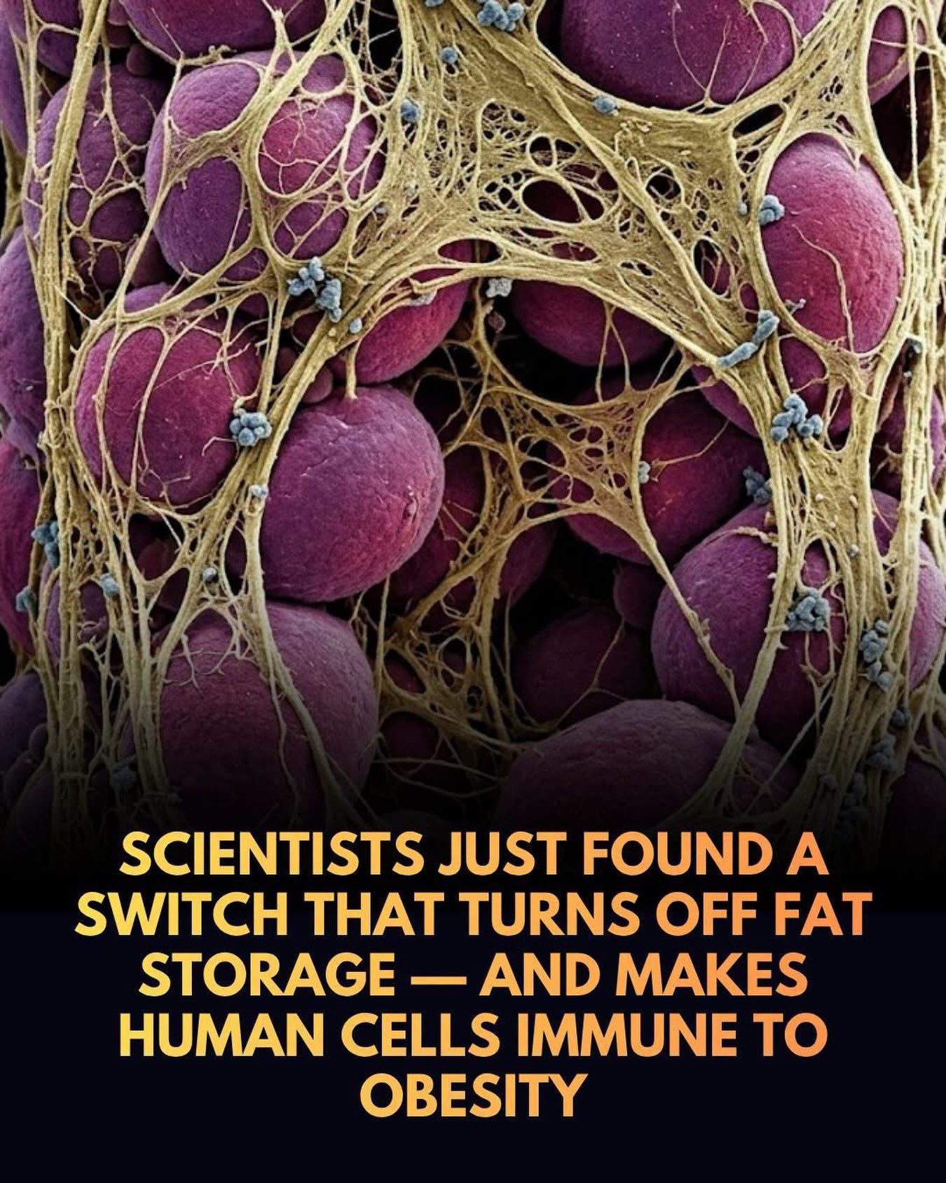 Scientists Identify Protein to Fight Obesity While Sparing Muscle