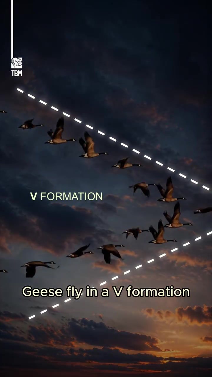 How Geese Fly in V Formation to Maximize Efficiency