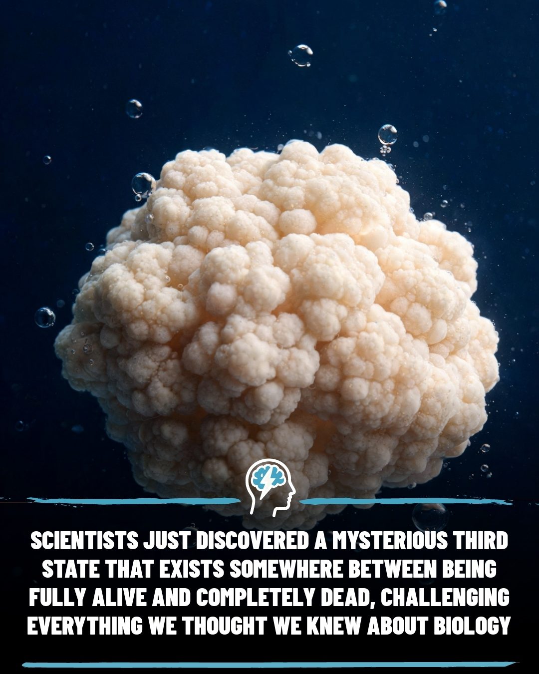 Cells Active After Death: The Third State of Life