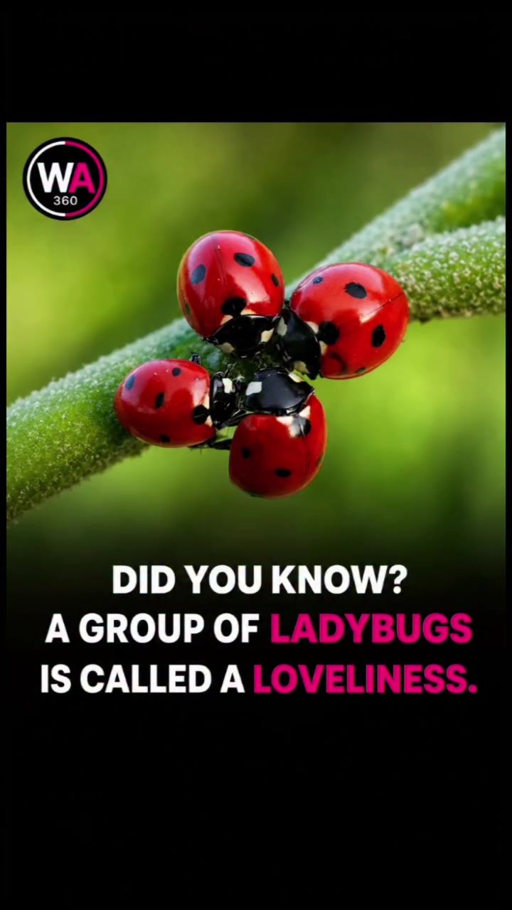 Ladybug Facts: Why They're Called a 'Loveliness