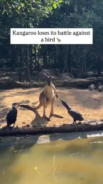 Funny Kangaroo Battle With Birds