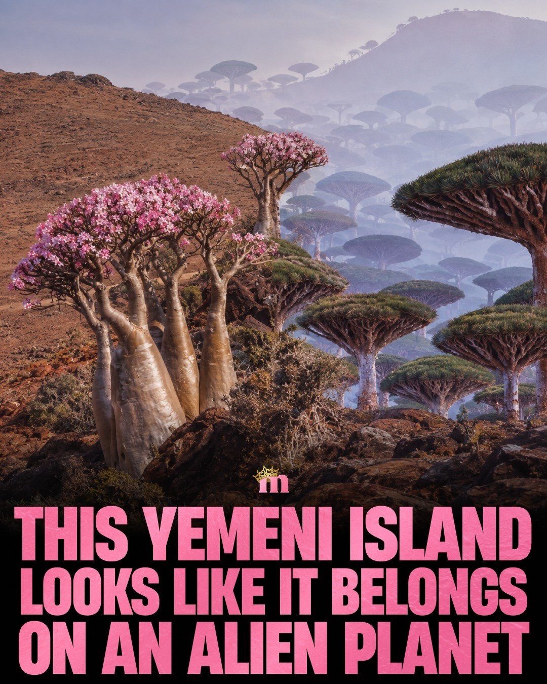 Exploring Socotra: Alien-like Landscapes and Unique Ecosystems