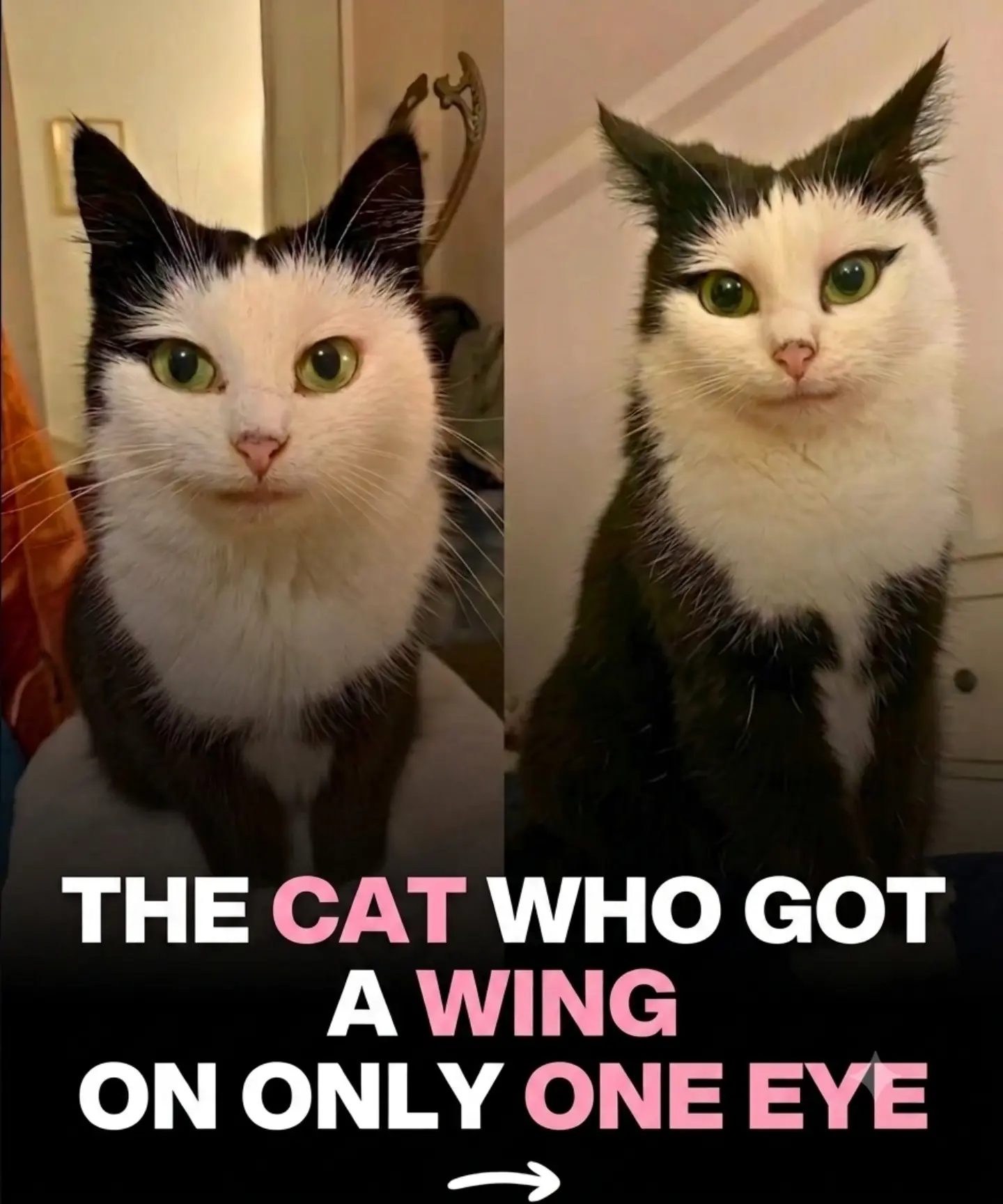 Meet the Cat with a Wing on One Eye: A Unique Feline Who Charms