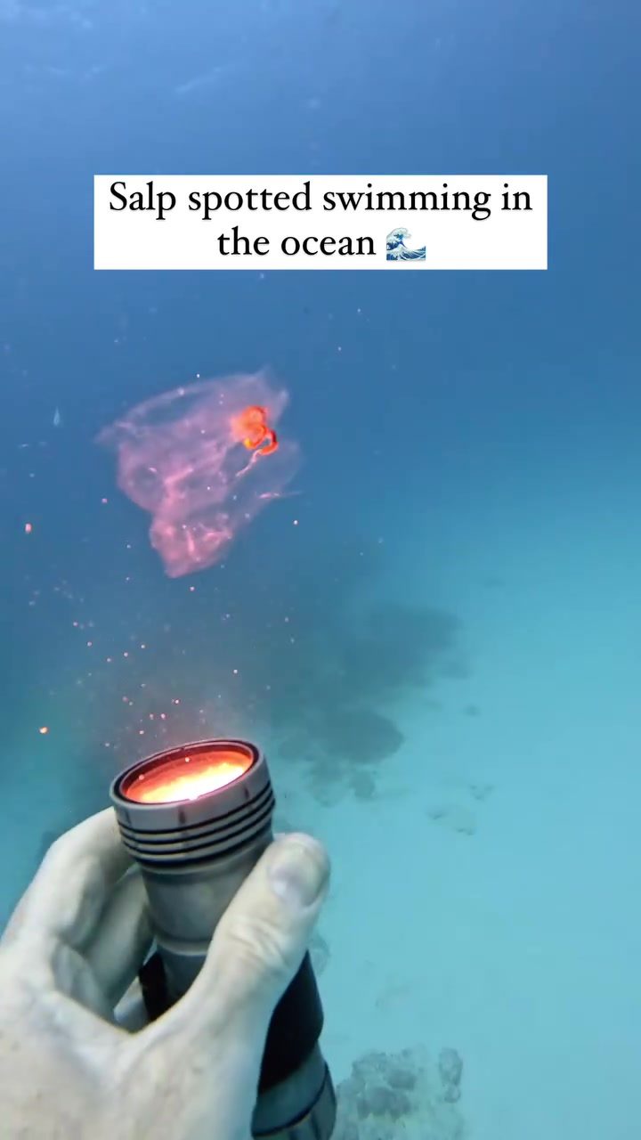 Diver's Encounter: Salp's Graceful Dance in the Ocean
