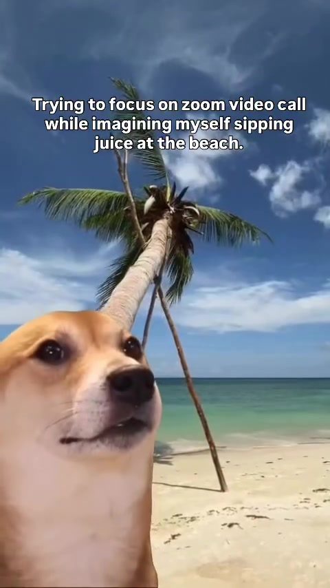 Dog Daydreaming: When Beach Vibes Interrupt Zoom Calls