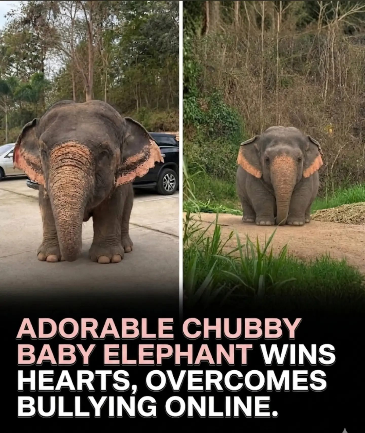 The Chubby Asian Elephant's Heartwarming Story of Overcoming Bullying