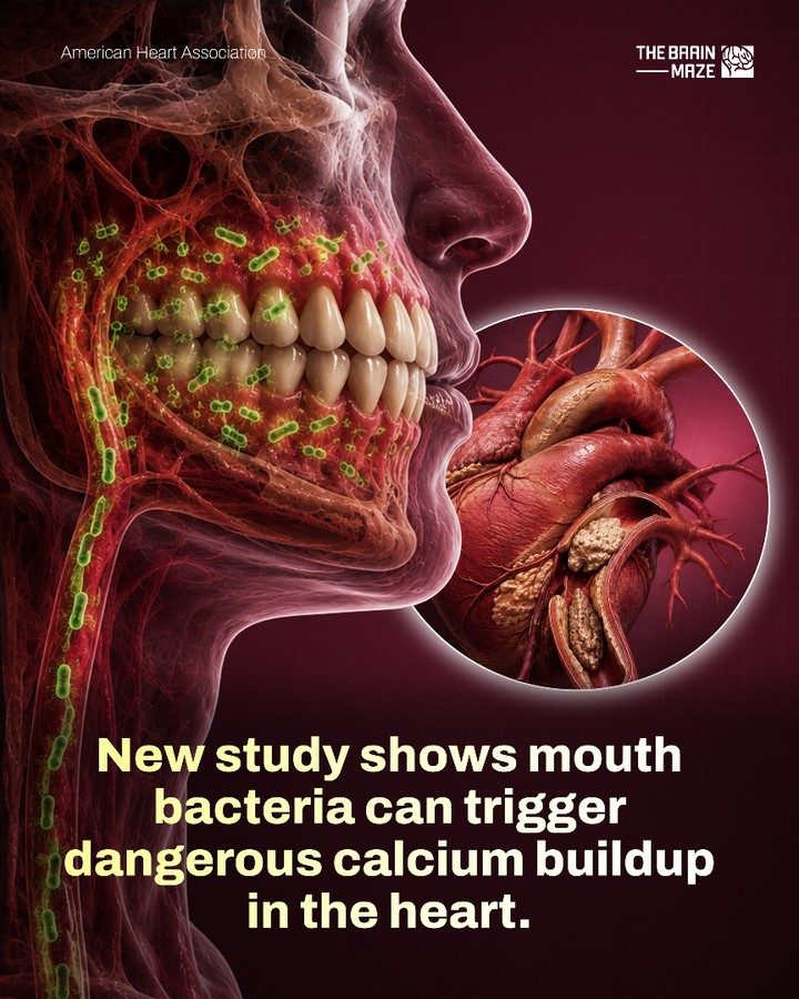 Gum Disease Bacteria May Impact Heart Health