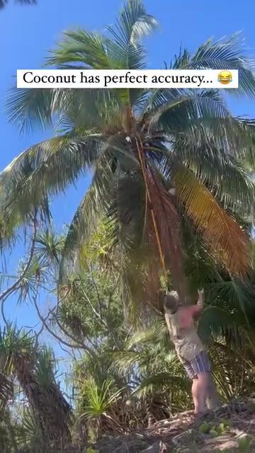 Viral Video: The Unpredictable Physics of Catching a Falling Coconut
