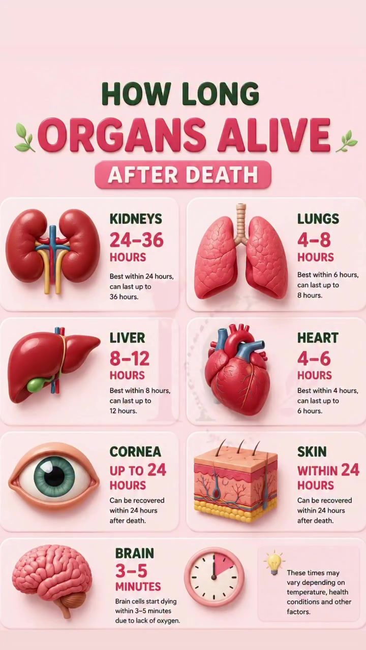 Organ Viability Duration After Death: What You Need to Know