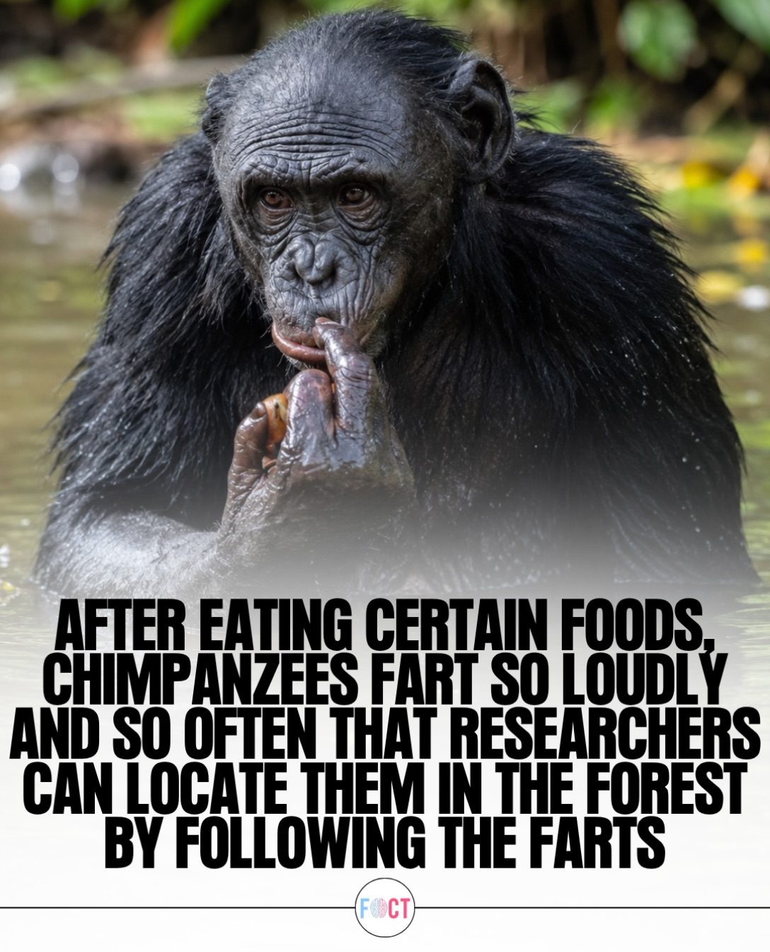 Chimpanzees: How Loud Farts Help Researchers Track Them