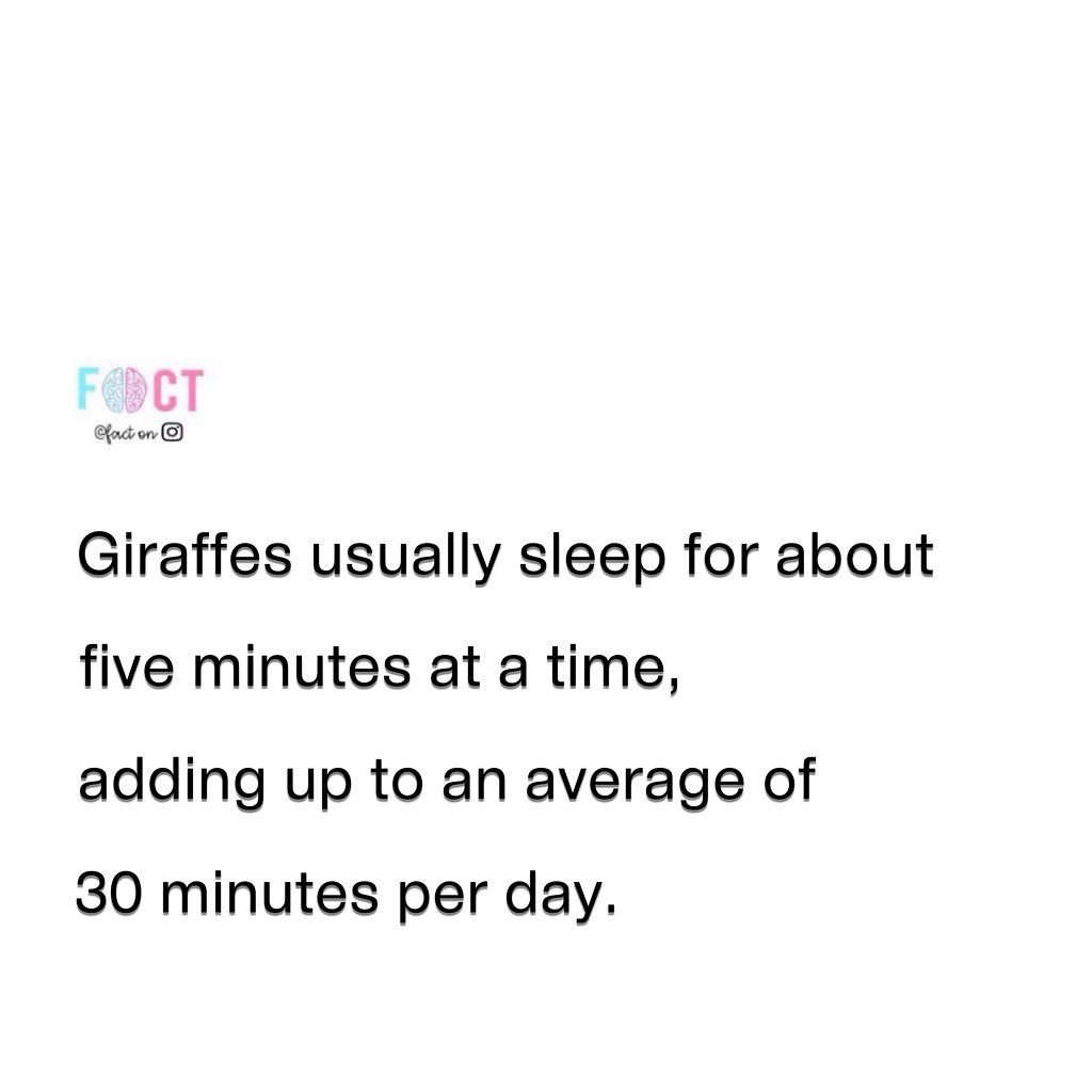 Fascinating Facts About Giraffe Sleep Patterns