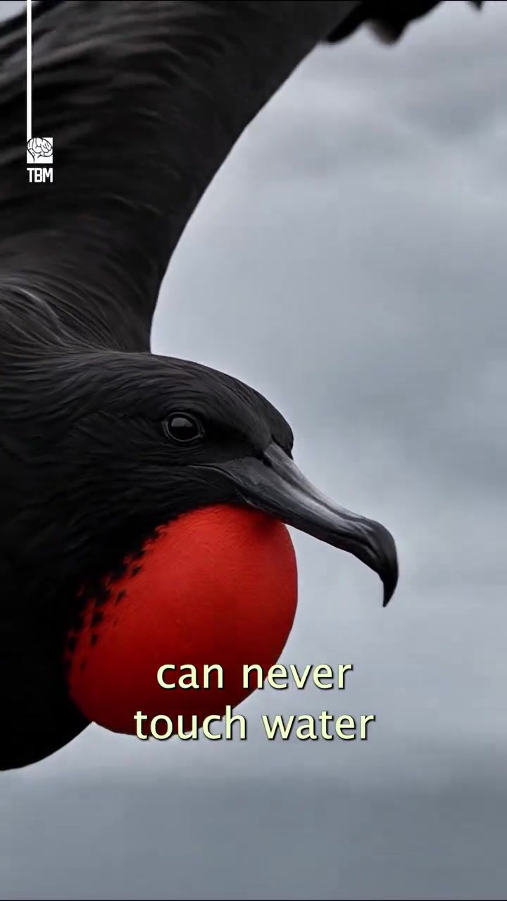 Frigatebirds' Clever Strategy: Stealing Fish Mid-Flight